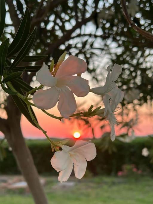 Casa Barbara Sardinia Villa Masainas Екстериор снимка